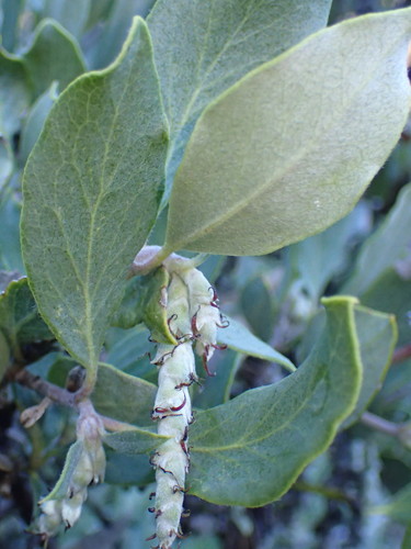 Image of Garrya veatchii by (c) George Williams, some rights reserved (CC BY)