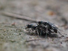 Cicindela depressula