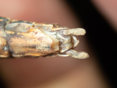 Maculonecroscia shukayi