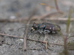 Cicindela depressula depressula