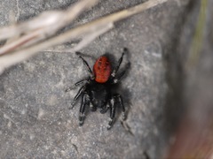 Phidippus johnsoni