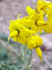 Solanum corneliomulleri
