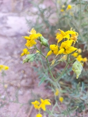 Solanum corneliomulleri