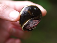 Monadenia infumata callidina