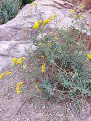 Solanum corneliomulleri