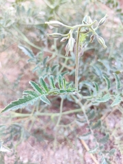 Solanum corneliomulleri