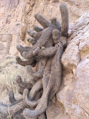 Haageocereus platinospinus