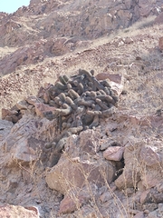 Haageocereus platinospinus