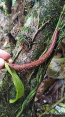 Anthurium clavigerum