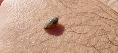 Olivella minuta