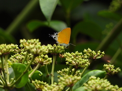 Pseudotajuria donatana