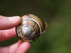 Monadenia infumata callidina