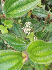 Miconia australis