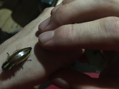 Epistomentis pictus