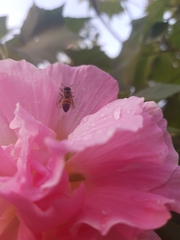 Apis mellifera
