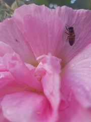 Apis mellifera