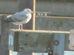 Larus delawarensis