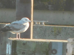 Larus delawarensis