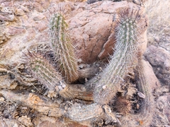 Haageocereus platinospinus