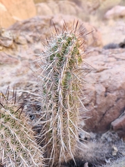 Haageocereus platinospinus