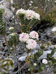 Pimelea sericea