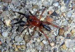 Drassyllus