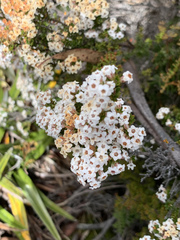 Epacris serpyllifolia