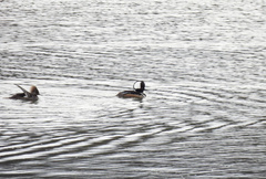 Lophodytes cucullatus