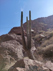 Browningia candelaris