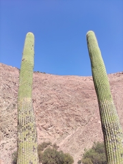 Browningia candelaris