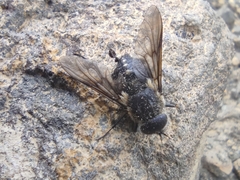 Scaptia adrel
