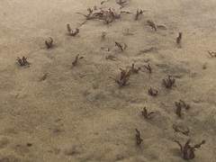 Potamogeton cheesemanii