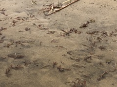 Potamogeton cheesemanii