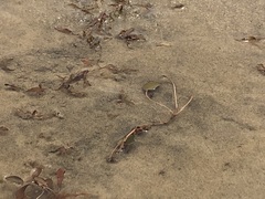 Potamogeton cheesemanii