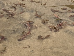 Potamogeton cheesemanii