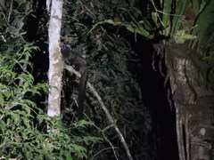 Paradoxurus hermaphroditus