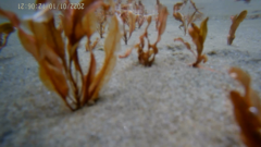 Potamogeton cheesemanii