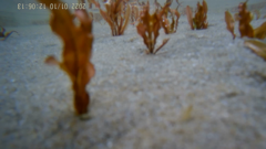 Potamogeton cheesemanii