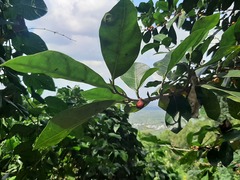 Ficus stricta