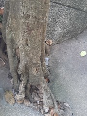 Ficus stricta