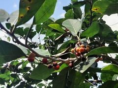Ficus stricta