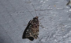 Eudonia philerga