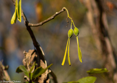 Gyrocarpus mocinoi
