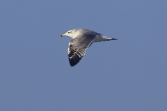 Ichthyaetus ichthyaetus