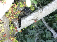 Paradoxurus hermaphroditus