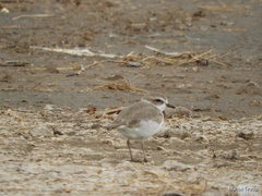 Charadrius nivosus