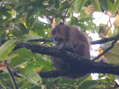 Macaca assamensis