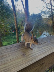 Sciurus carolinensis