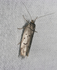 Philobota iphigenes