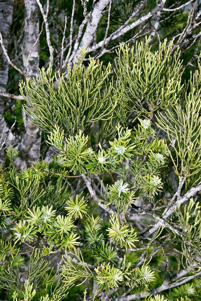 Kirk's pine